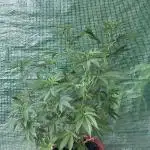 Cap Junky von Hanfgartenshop