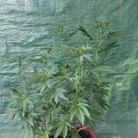 Cap Junky von Hanfgartenshop