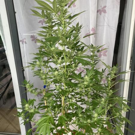 Cap Junky von Hanfgartenshop