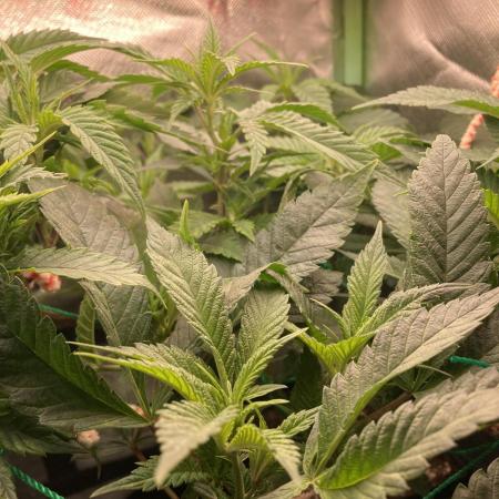 Winterexperiment ❄️☃️🔬🤓