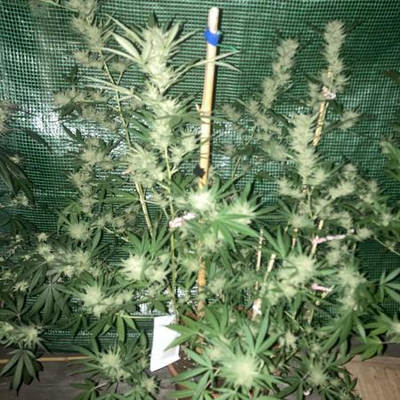 Candy Store von „Hanfgartenshop“