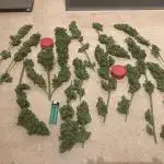 Sativa-Auto-Grow