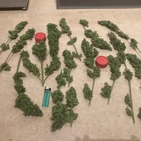 Sativa-Auto-Grow