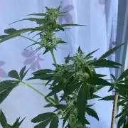 Wedding Cake Auto 💍🍰🚗