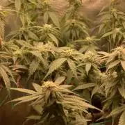 Winterexperiment ❄️☃️🔬🤓