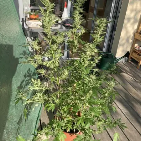 Cap Junky von Hanfgartenshop