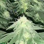 Winterexperiment ❄️☃️🔬🤓