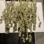 Candy Store von „Hanfgartenshop“