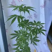 Amnesia Haze Automatik