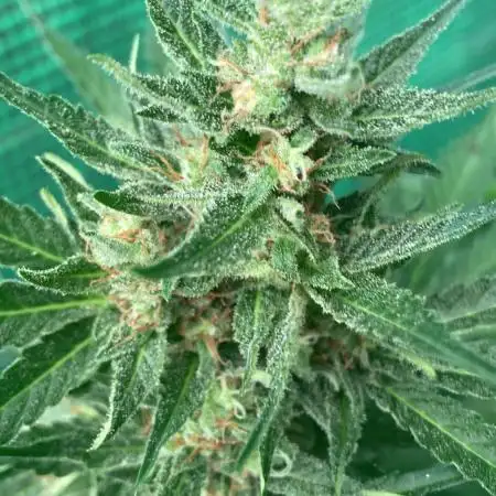 Auto Malawi x NL