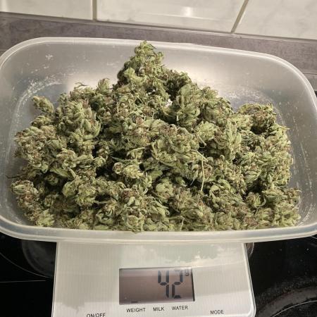 Cap Junky von Hanfgartenshop