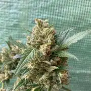 Wedding Cake Auto 💍🍰🚗