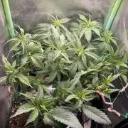 Winterexperiment ❄️☃️🔬🤓