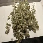 Permanent Marker von Hanfgartenshop.de