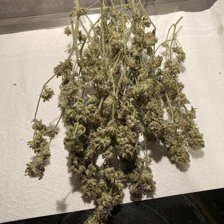 Permanent Marker von Hanfgartenshop.de