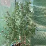 Cap Junky von Hanfgartenshop