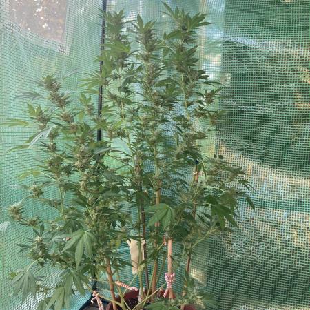 Cap Junky von Hanfgartenshop
