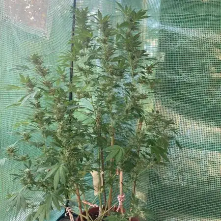 Cap Junky von Hanfgartenshop