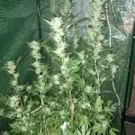 Cap Junky von Hanfgartenshop