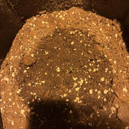 Cherry Pie-100% Controlled Nights Only