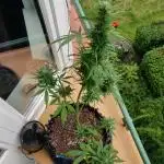 White Label Super Skunk Automatic