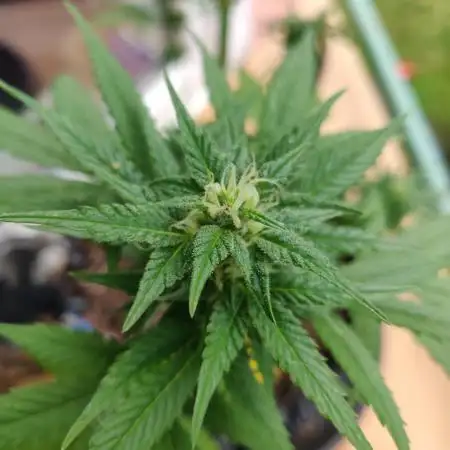 White Label Super Skunk Automatic