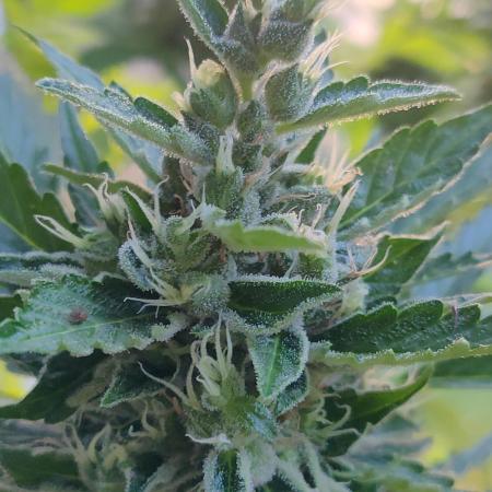 Northern Lights Automatic 2026 Balcony