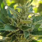Northern Lights Automatic 2026 Balcony