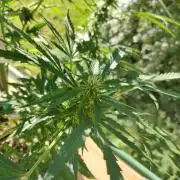 Northern Lights Automatic 2026 Balcony