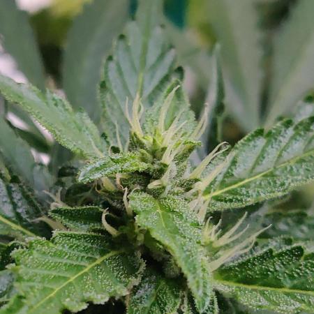 Northern Lights Automatic 2026 Balcony