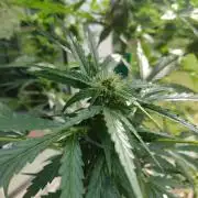 Northern Lights Automatic 2026 Balcony