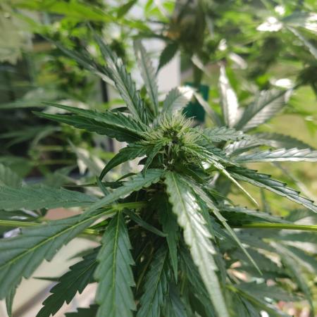 Northern Lights Automatic 2026 Balcony