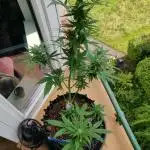 White Label Super Skunk Automatic