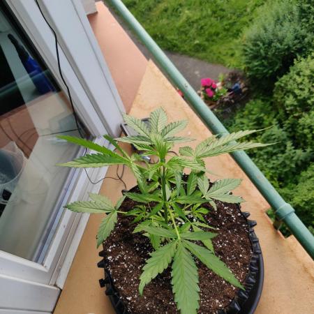 Northern Lights Automatic 2026 Balcony