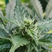 Northern Lights Automatic 2026 Balcony