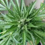Northern Lights Automatic 2026 Balcony