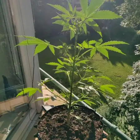 Northern Lights Automatic 2026 Balcony