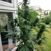 Northern Lights Automatic 2026 Balcony