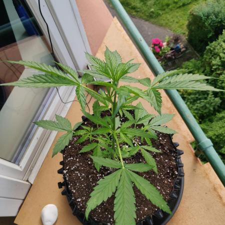 Northern Lights Automatic 2026 Balcony