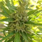 Northern Lights Automatic 2026 Balcony
