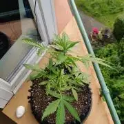 Northern Lights Automatic 2026 Balcony