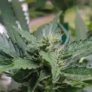 Northern Lights Automatic 2026 Balcony