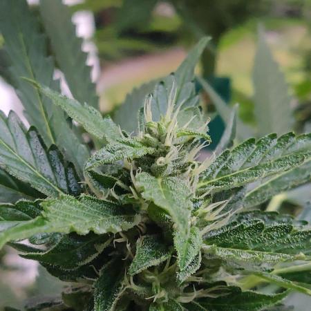 Northern Lights Automatic 2026 Balcony