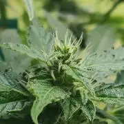 Northern Lights Automatic 2026 Balcony