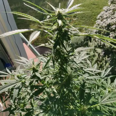 Northern Lights Automatic 2026 Balcony