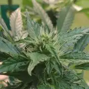 Northern Lights Automatic 2026 Balcony