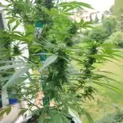 Northern Lights Automatic 2026 Balcony