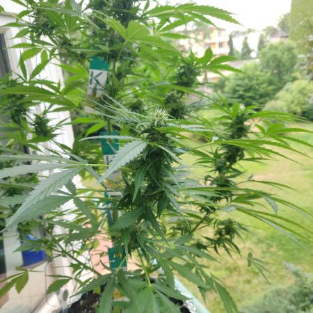Northern Lights Automatic 2026 Balcony