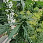 Northern Lights Automatic 2026 Balcony