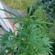 Northern Lights Automatic 2026 Balcony